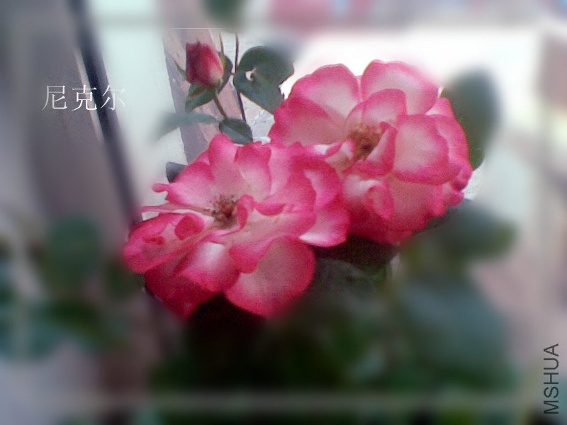 ��Ҳ����С��