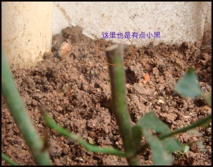 tugai.net.20110621093130.jpg