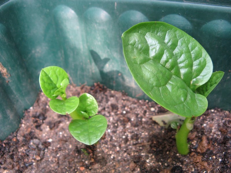 Ǥ���ľ���ˣ��ڴ��ջ������