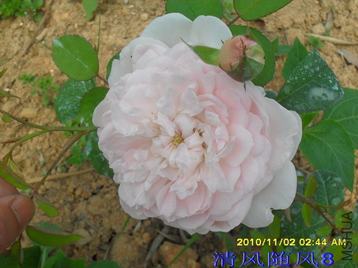 ���� (Eglantyne) (5).jpg