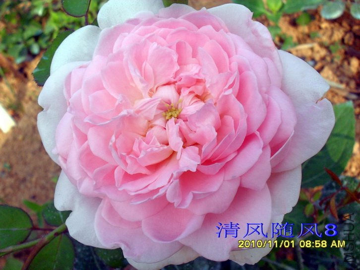 ���� (Eglantyne) (1).jpg