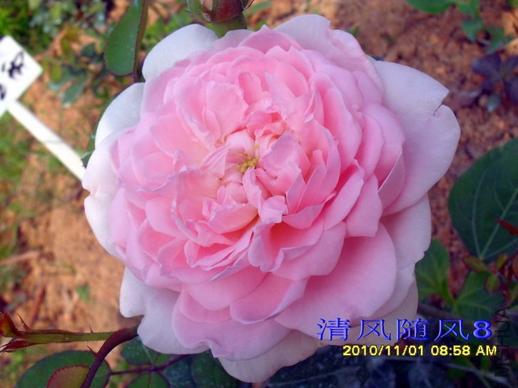 ���� (Eglantyne) (2).jpg