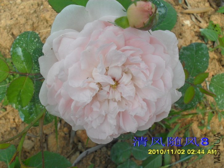 ���� (Eglantyne) (4).jpg