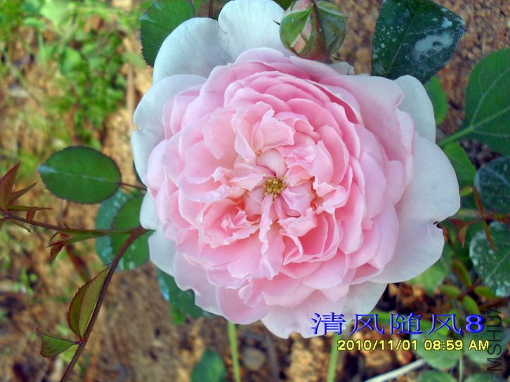 ���� (Eglantyne) (3).jpg