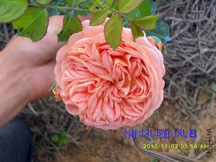 ������ʦ (alchymist) (2).jpg