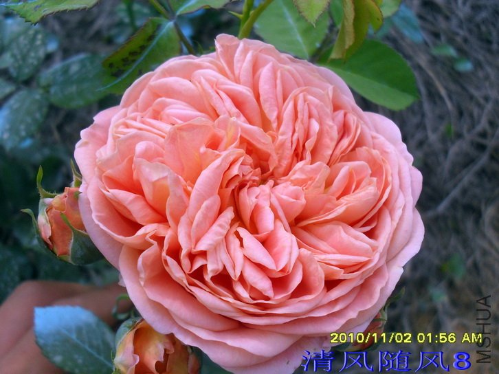 ������ʦ (alchymist) (1).jpg