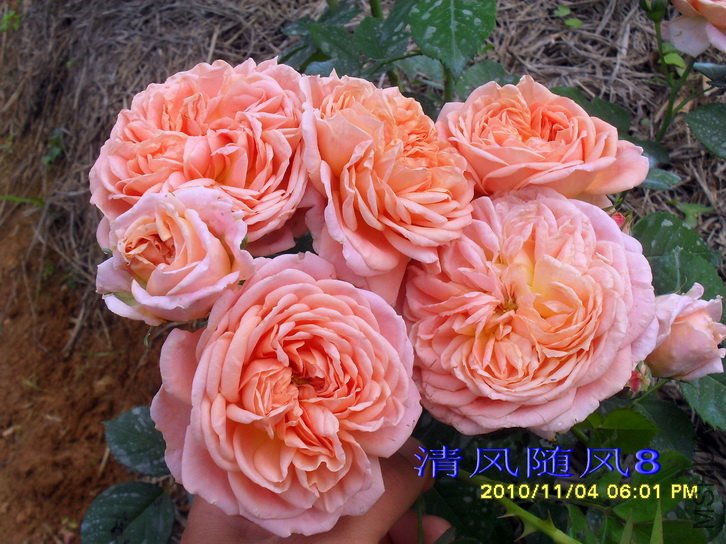 ������ʦ (alchymist) (4).jpg