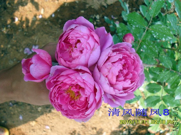 ��ʿ�� (Wisley) (2).jpg