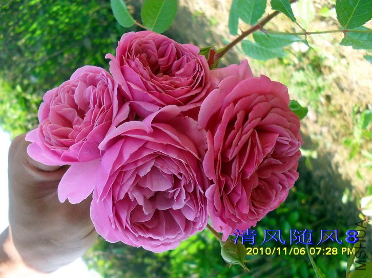 ��ʿ�� (Wisley) (1).jpg