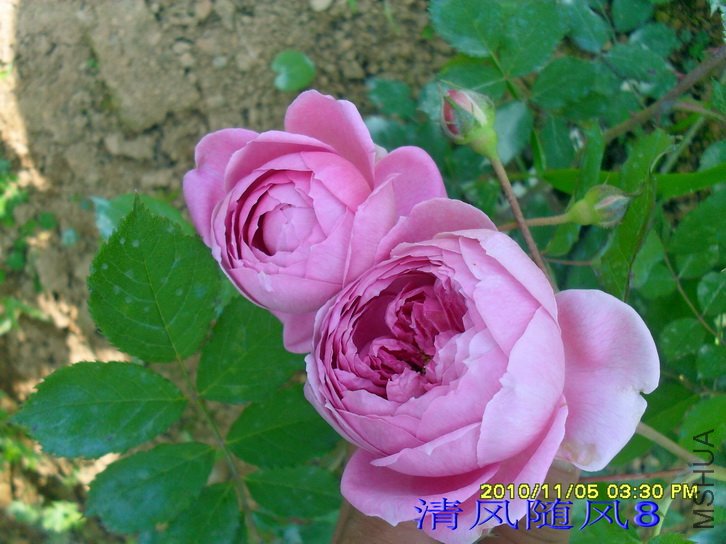 ��ʿ�� (Wisley) (3).jpg