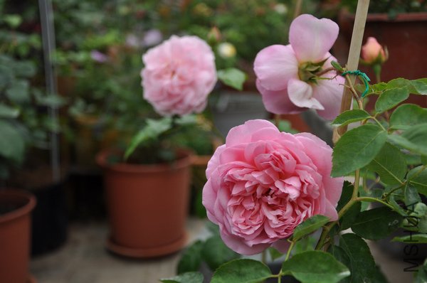 2011.6.2 063�������Ｊ��.jpg