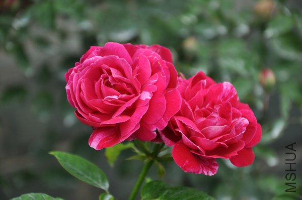 2011.6.2 067�ѵ���Ƥ���.jpg