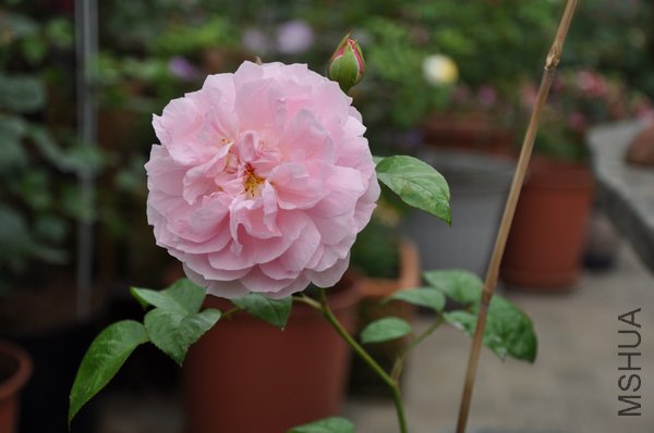 2011.6.2 062��ݮɽ.jpg