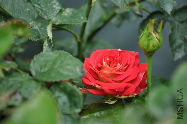 2011.6.22 016��������.jpg