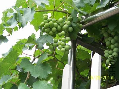 ������С 100_1140.JPG