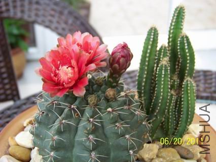 ������С 100_1148.JPG