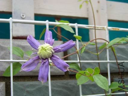 ������С 100_1152.JPG