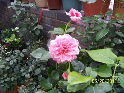 ������С 100_1137.JPG