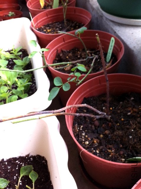 ��Ƭ (6)_����.jpg