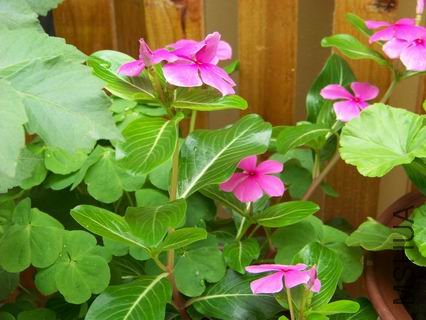 ������С 100_1153.JPG