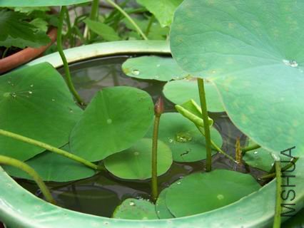 ������С 100_1162.JPG