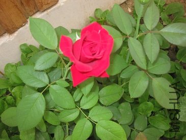 IMG_1929.JPG