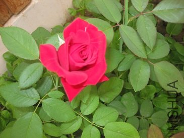 IMG_1928.JPG