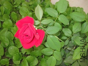 IMG_1927.JPG