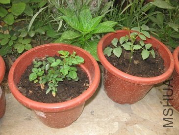 IMG_1931.JPG
