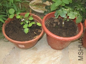 IMG_1930.JPG