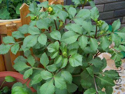 ������С 100_1156.JPG