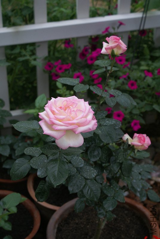 DSC05222_����.jpg