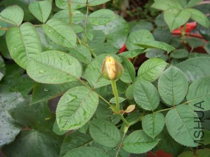 ������С 100_1155.JPG