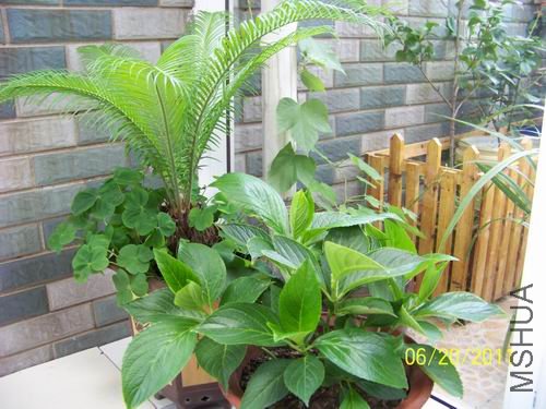 ������С 100_1143.JPG