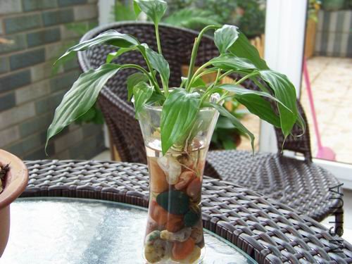 ������С 100_1168.JPG