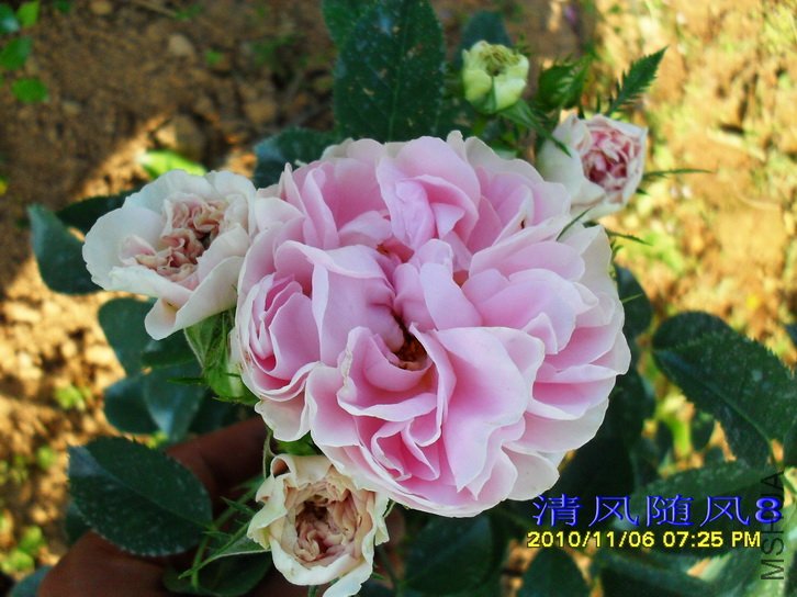 ������Ů (Cuisse de Nymphe) (2).jpg