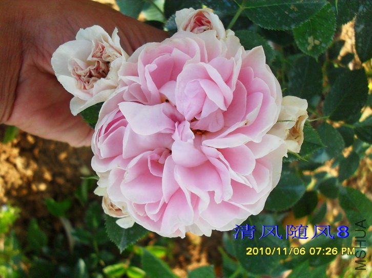 ������Ů (Cuisse de Nymphe) (3).jpg