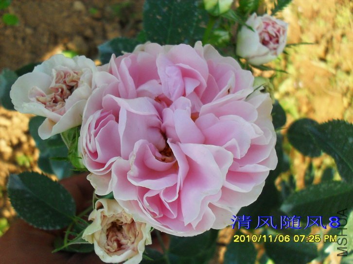 ������Ů (Cuisse de Nymphe) (1).jpg