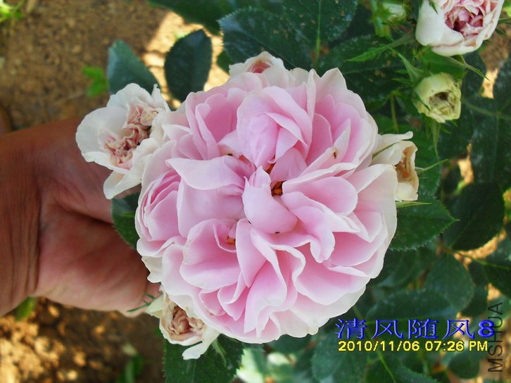 ������Ů (Cuisse de Nymphe) (4).jpg