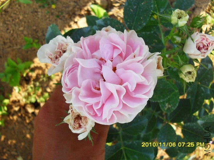 ������Ů (Cuisse de Nymphe) (5).jpg