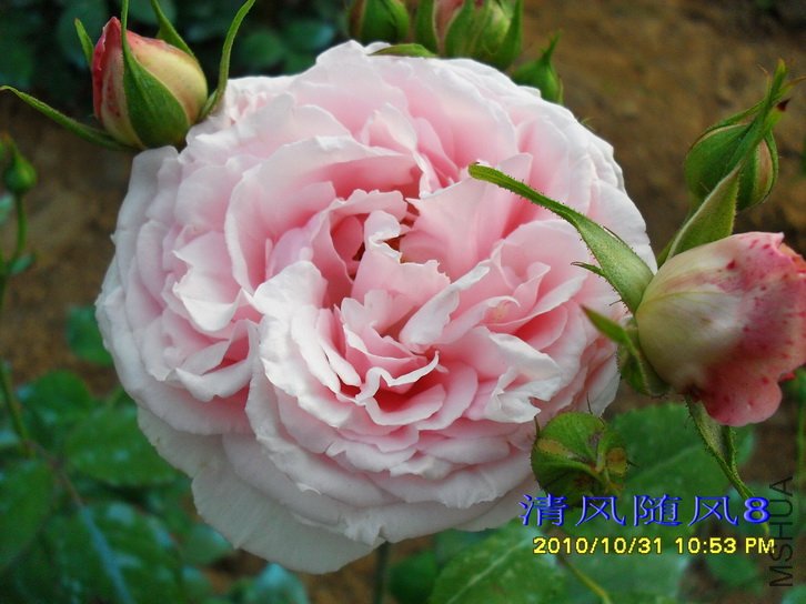 ����˹͡���� (Captain Christy) (4).jpg