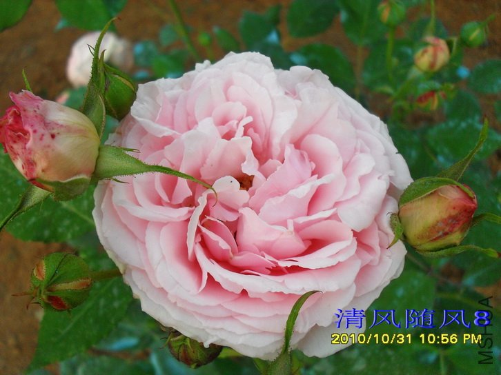 ����˹͡���� (Captain Christy) (3).jpg