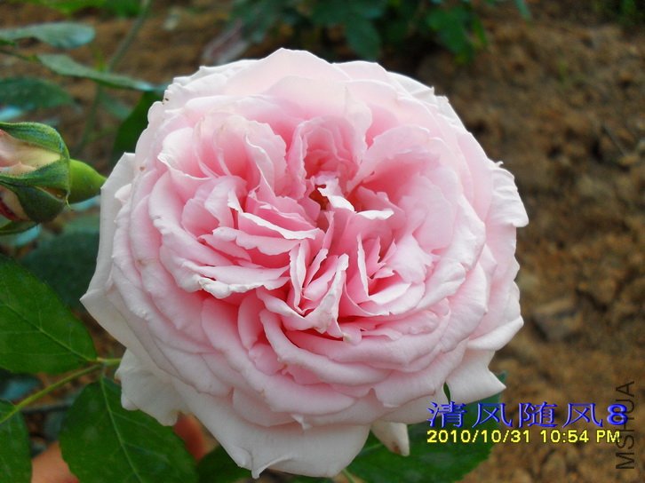 ����˹͡���� (Captain Christy) (2).jpg