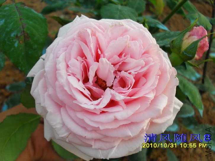 ����˹͡���� (Captain Christy) (1).jpg