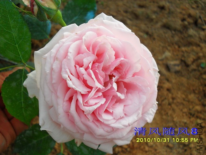 ����˹͡���� (Captain Christy) (5).jpg