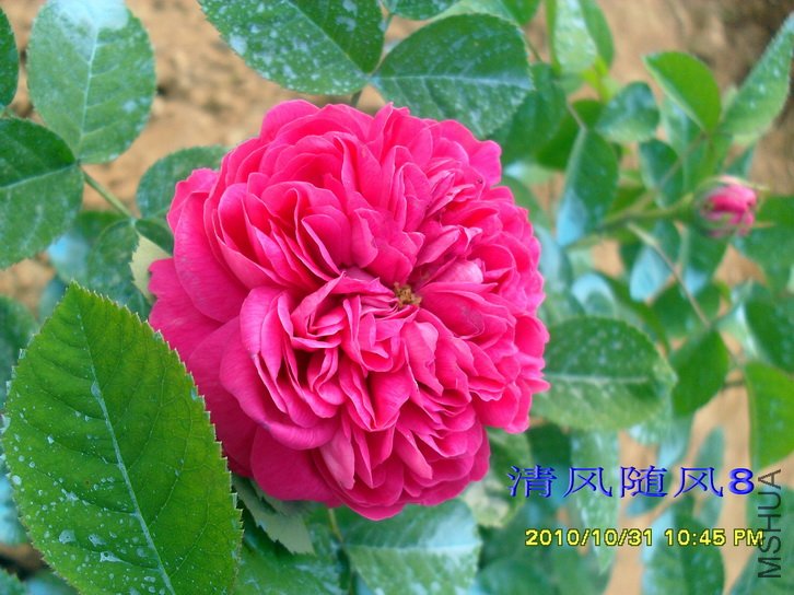 ��ʿ��õ��  (Rose de Rescht) (5).jpg