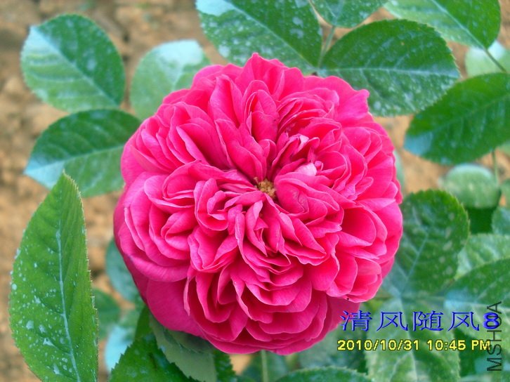 ��ʿ��õ��  (Rose de Rescht) (1).jpg