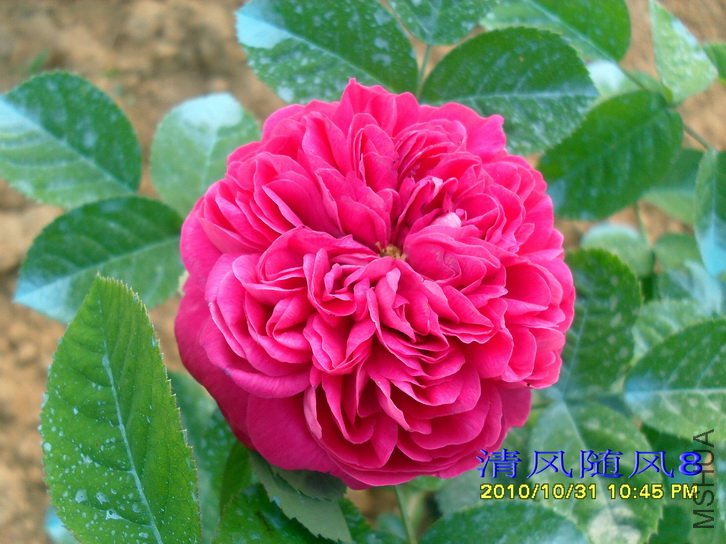 ��ʿ��õ��  (Rose de Rescht) (2).jpg