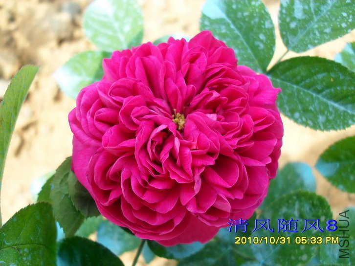 ��ʿ��õ��  (Rose de Rescht) (4).jpg