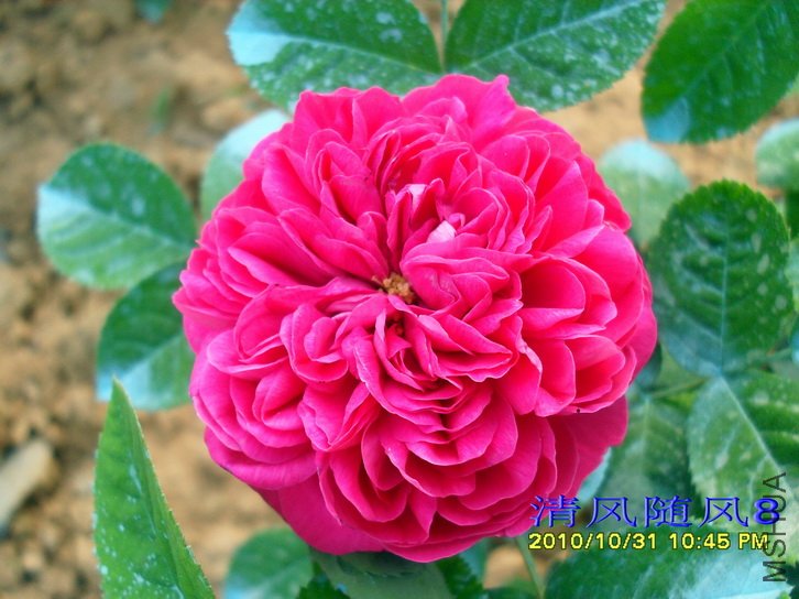 ��ʿ��õ��  (Rose de Rescht) (3).jpg